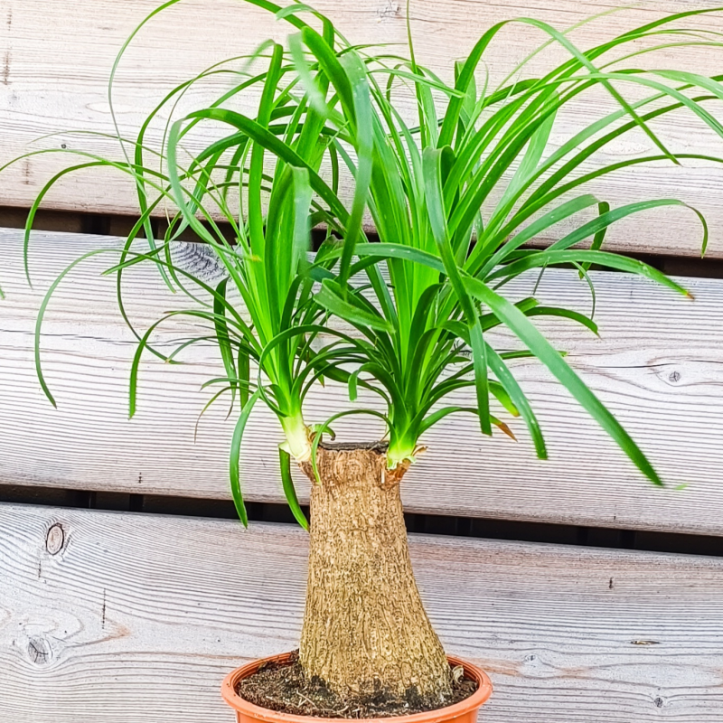 Beucarnea Recurvata (Nolina ´SLONIA NOHA´) - kont. C1L, výška 20-30 cm